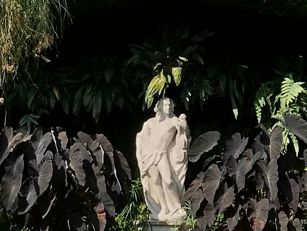A stone statue framed by a dense border of Black Magic elephant ears, their deep charcoal leaves adding dramatic dark foliage to the garden.